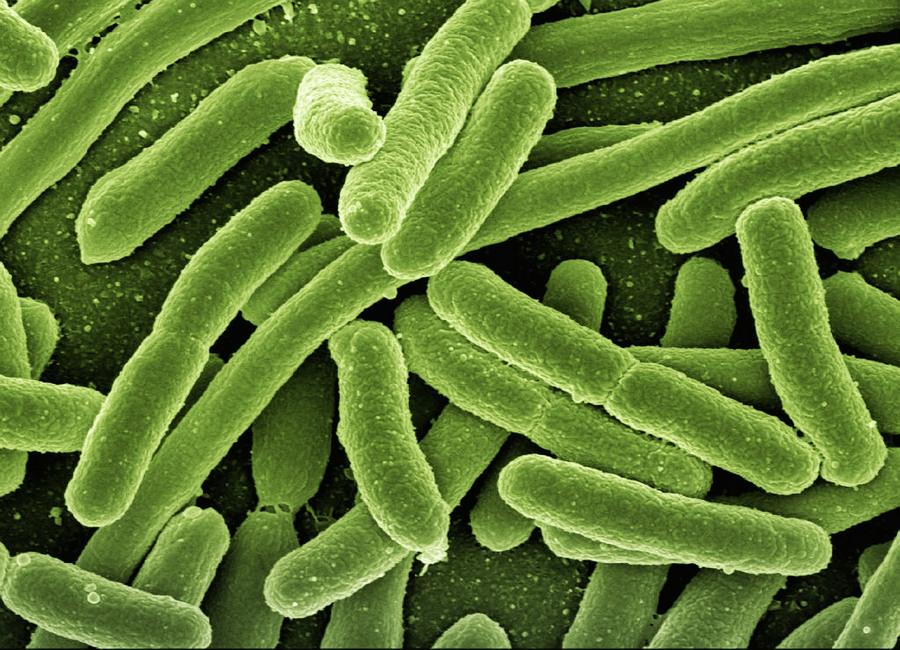 Example of mouth bacteria