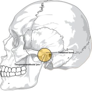 Temporomandibular joint